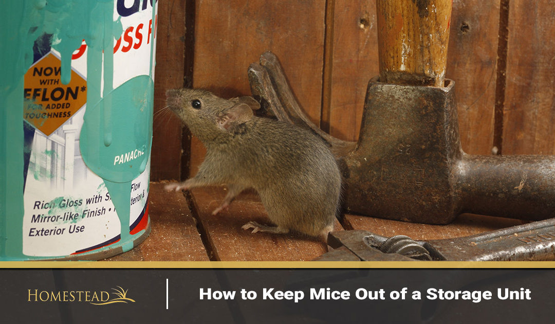 How to Keep Mice and Bugs Out of a Storage Unit - Life Storage Blog